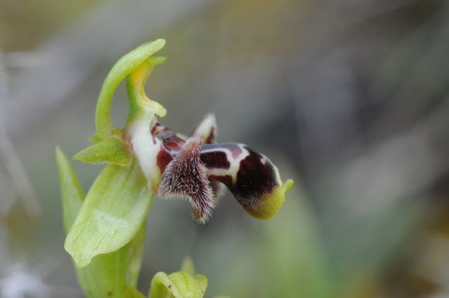 Ophrys attica VB Choulou 7.jpg