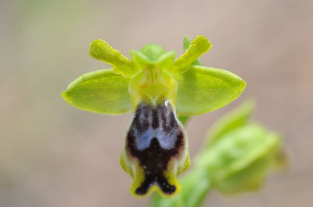Ophrys melena  VB Neo Chorio 2.jpg