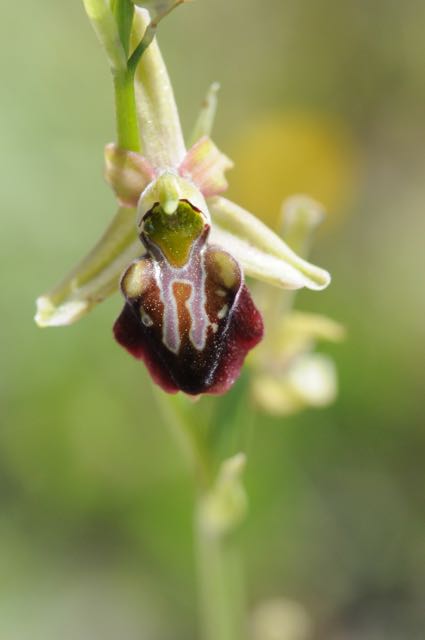 Ophrys spec VB Souni 3.jpg