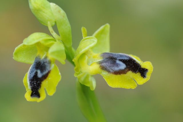 Ophrys sicula VB Agios Minas 6.jpg