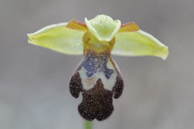 Ophrys israelitica VB Agios Minas 7.jpg