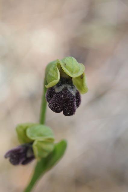 Ophrys israelitica BB Agios Minas 1.jpg