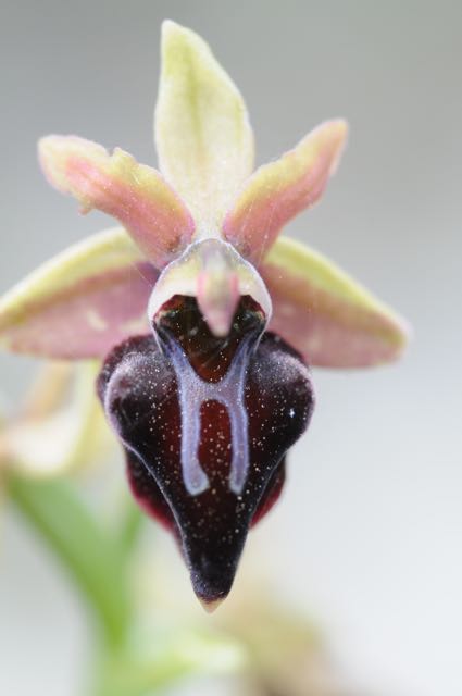 Ophrys morio VB Souni 4.jpg