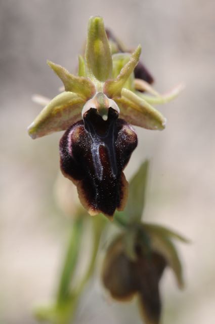 Ophrys alasiatica EB Souni 1.jpg