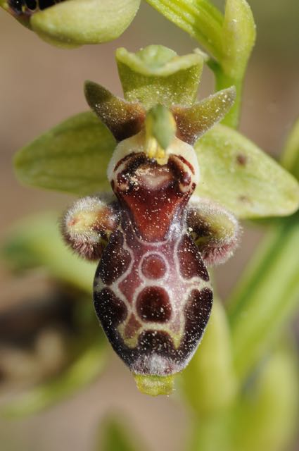 Ophrys attica EB Agios Minas 1.jpg