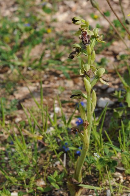 Ophrys attica EB Agios Minas 2.jpg