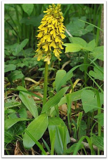 Orchis pallens x purpurea.jpg