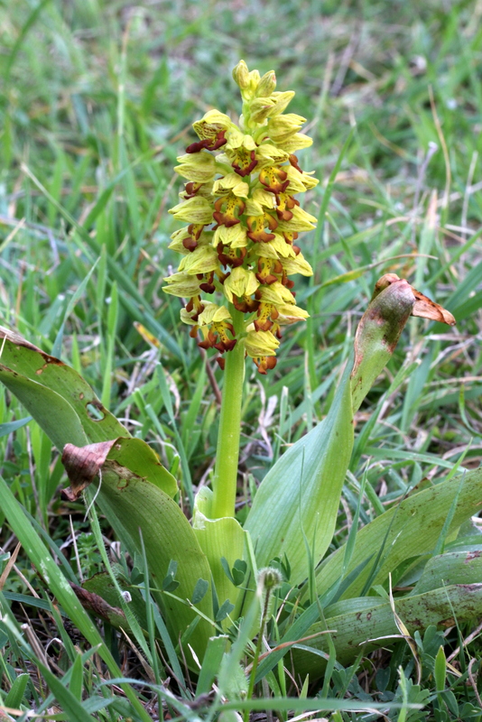 Orchis punctulata Kato Fana CH57 200313 (1).JPG