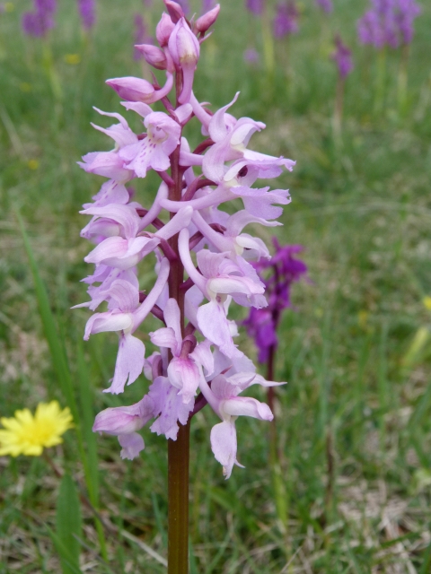 Orchis mascula.jpg