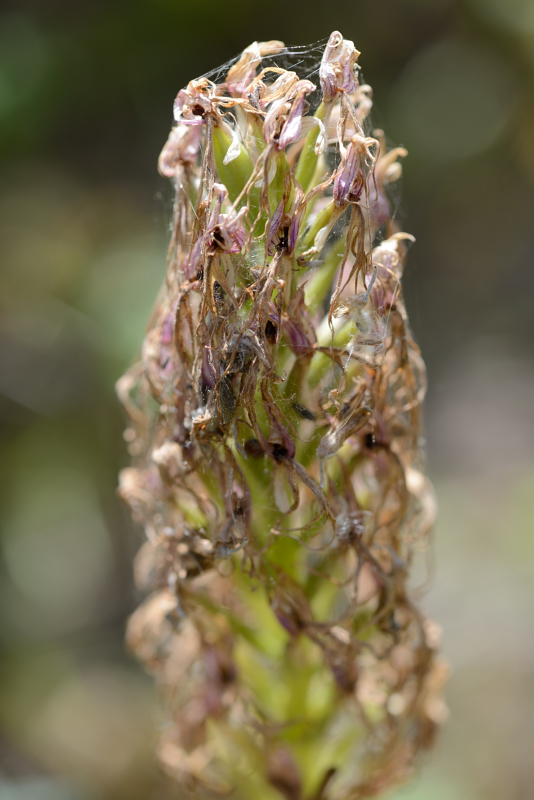 Op zand/kleigrond op een voormalig stukje olijfboomgaard schat ik, voor zover nog te zien. Vlakbij zee, 400m ofzo. Orchis italica lijkt me.