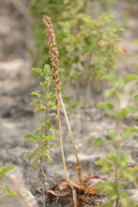 Op zand/kleigrond op midden in de open garige. Ook vlak bij zee. Orchis coriophora subsp. fragrans? Wel vreemd, want die was overwegend aan het beginnen.
