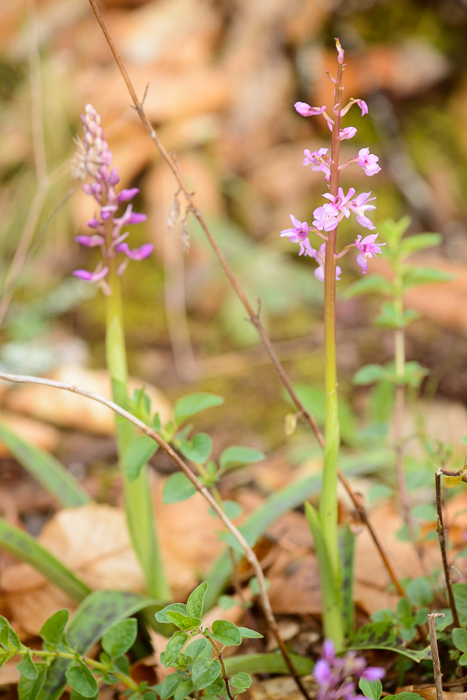 PW20150408_185310_LR5.jpg