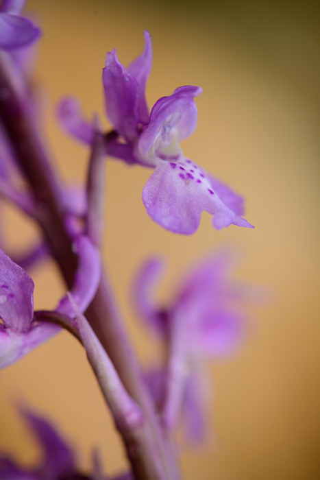 PW20150408_185224_01_LR5.jpg