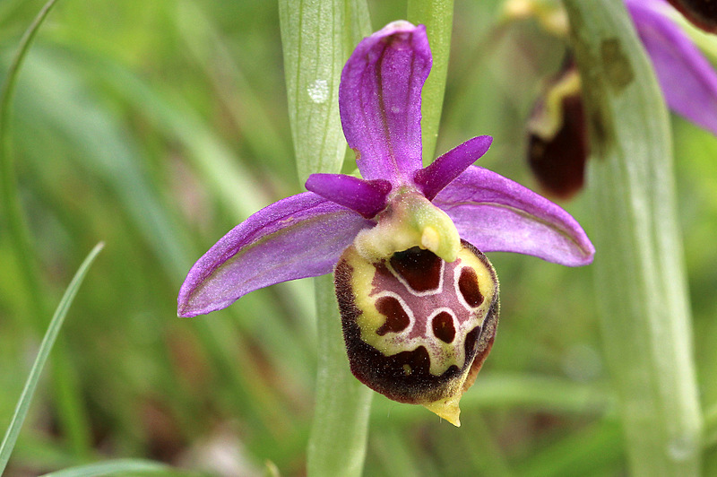 Frankrijk 2015 8-5-2015 12-25-37. linearis Col de Tourniol 8-5-2015 12-25-038.jpg