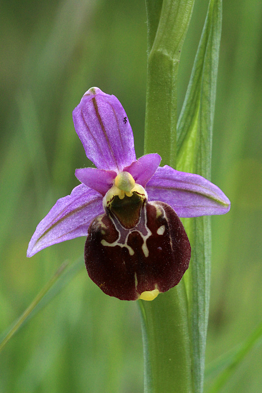 Ophrys gracilis-Rochefort-Samson-001.jpg