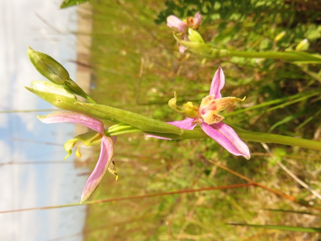 B IMG_8091.jpg