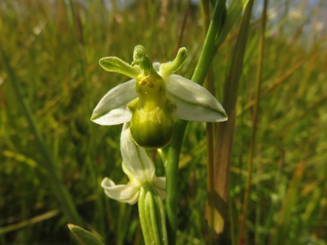 flavescens