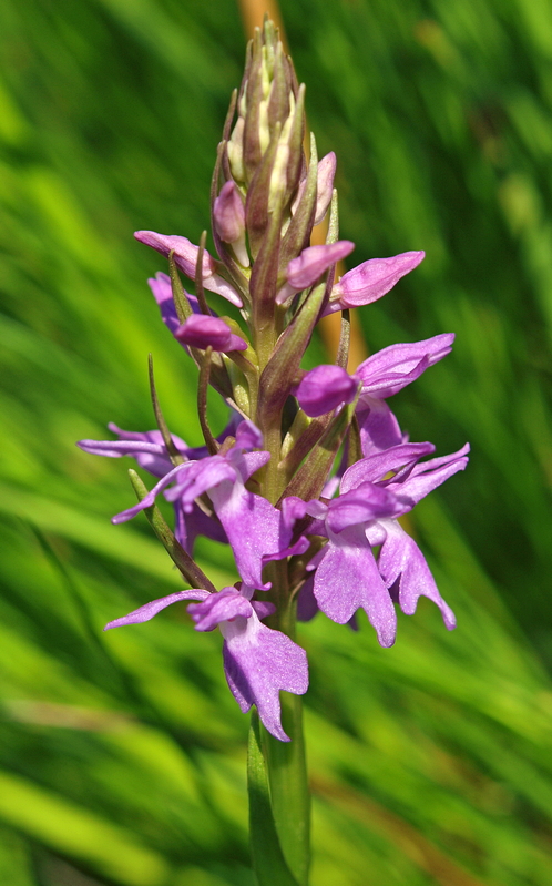 D. praetermissa ssp. praetermissa fuchsiilip Deurze 12-06-15 (8).jpg