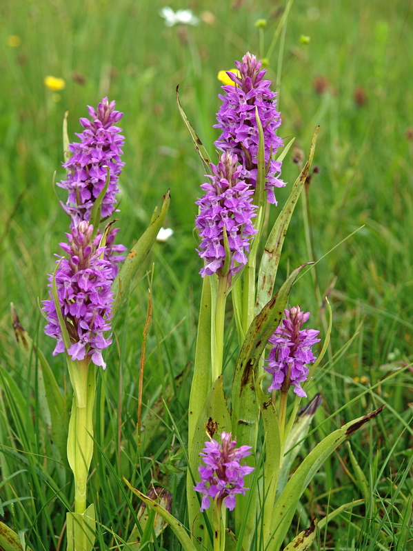 D. praetermissa ssp. praetermissa Alteveer 15-06-15 (17).jpg