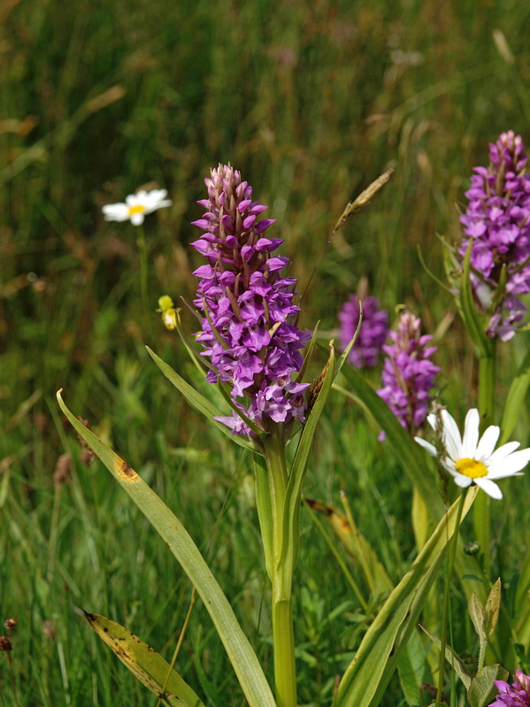 D. praetermissa ssp. praetermissa Alteveer 15-06-15 (11).jpg