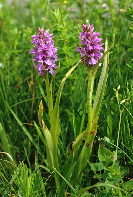 D. praetermissa ssp. praetermissa Alteveer 15-06-15 (14).jpg