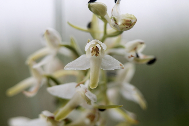 bergnachtorchis?
