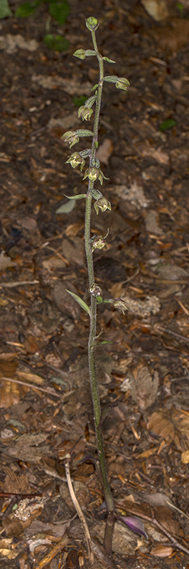 microphylla.jpg
