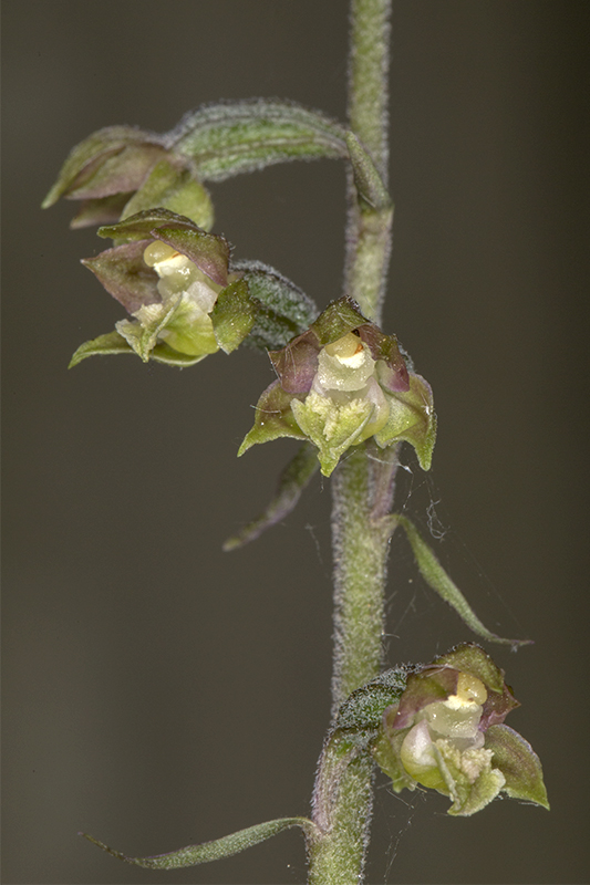 microphilla2.jpg