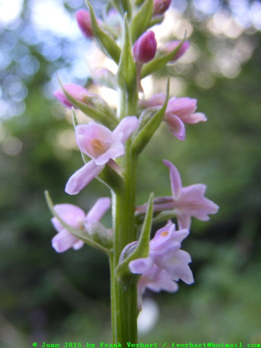 DSCF2155.JPG