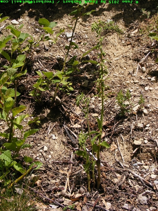 DSCF2230.JPG