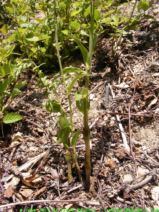 DSCF2232.JPG