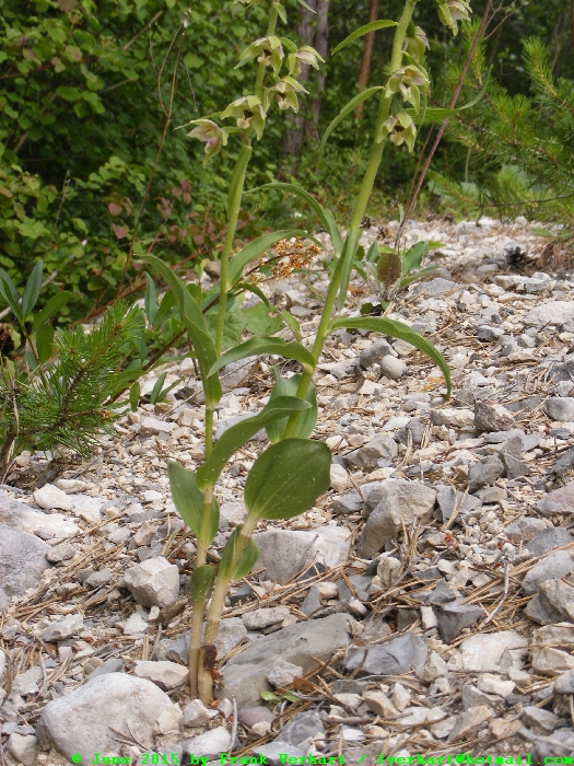 DSCF2266.JPG