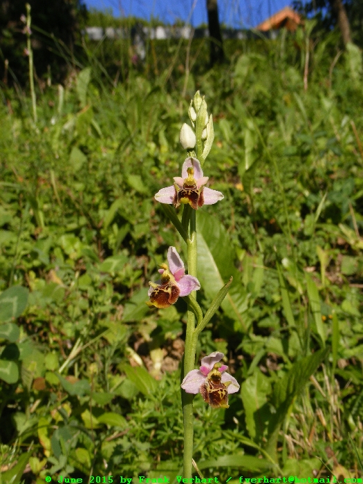 DSCF2355.JPG