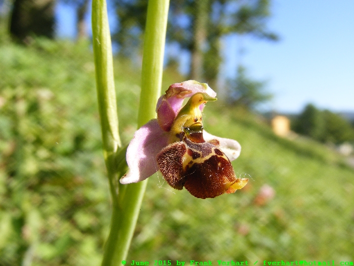 DSCF2368.JPG