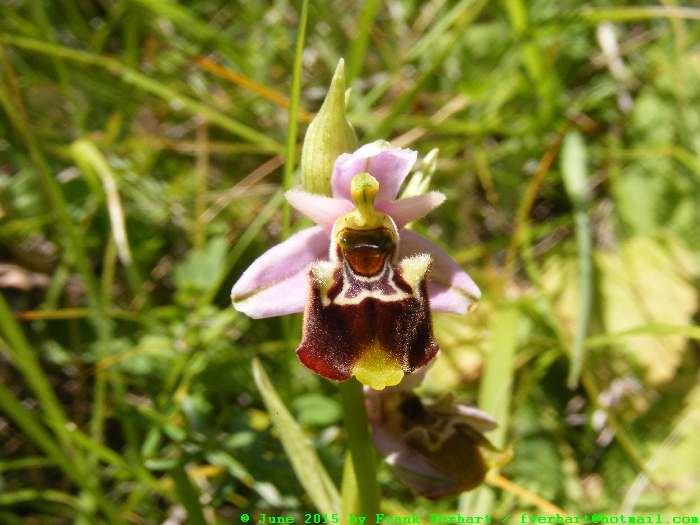 DSCF2388.JPG