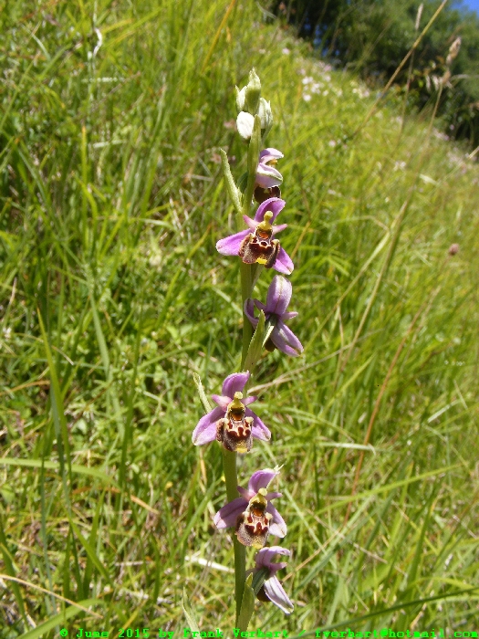 DSCF2392.JPG