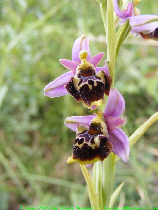 DSCF2617.JPG
