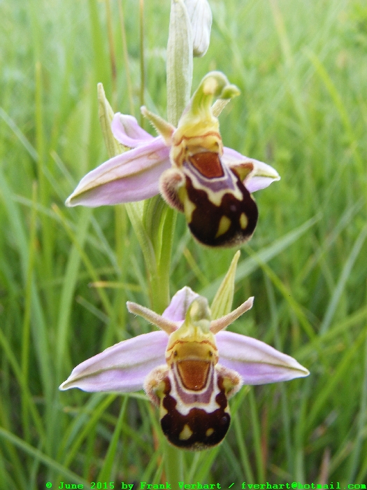 var. aurita (verlengde petalen)