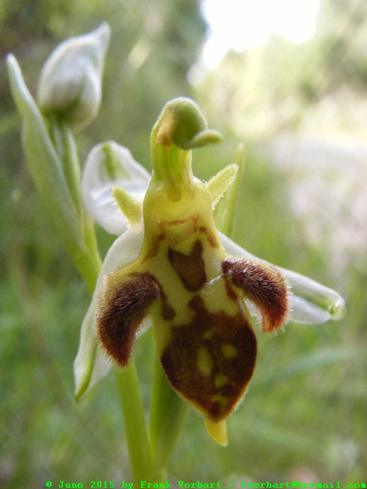 var. trolli
