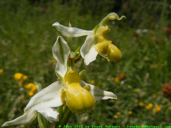 var. flavescens