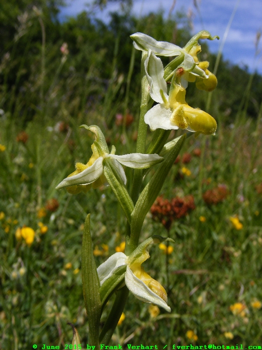 var. flavescens