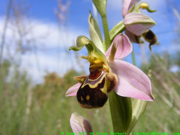 var. aurita
