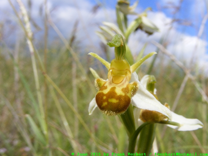 var. aurita x (var. flavescens x var. aurita) :) :) :) :)