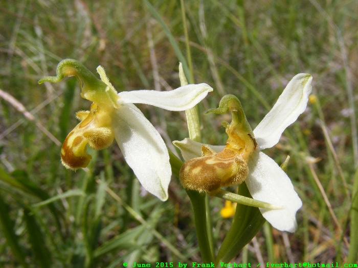 var. aurita x (var. flavescens x var. aurita) :) :) :) :)
