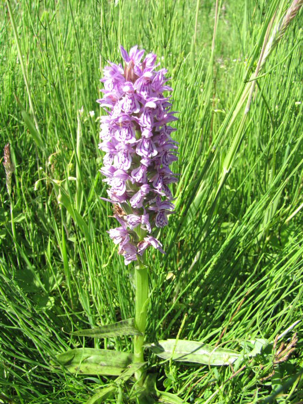 Rietorchis of Gevlekte orchis ?