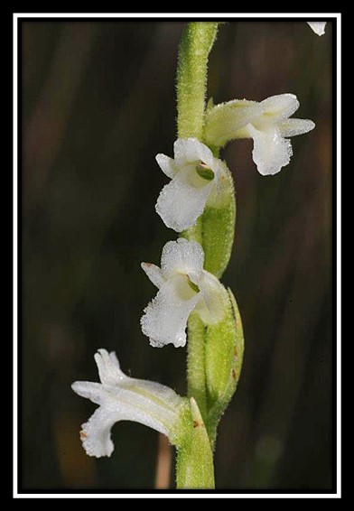 Spiranthes aestivalis.jpg
