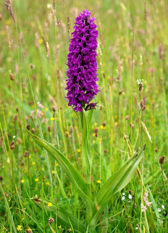 D. purpurella Schiermonnikoog 28-06-15 (2 klein).jpg