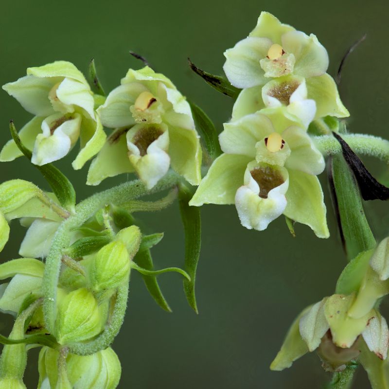 Wespenorchis4149.jpg