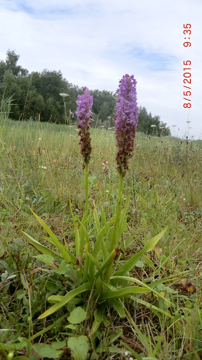 Grote muggenorchis? Ik vind de bloei nogal laat en is dichtbloemig.