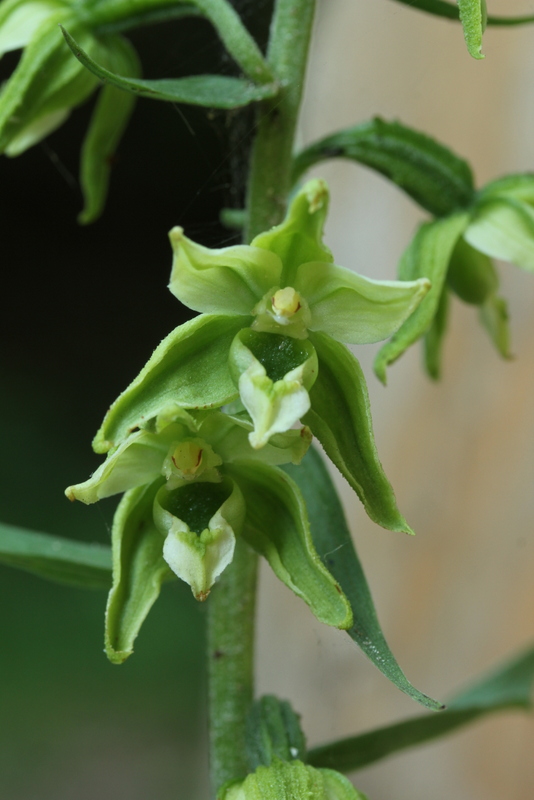 Epipactis helleborine var. viridiflora DFW 130815-001.JPG
